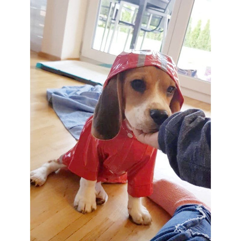 Petshop - Articole imbracaminte - Haine animale - Pelerina ploaie pentru caini/catei, pisici sau alte animale de companie, reflectorizanta, cu gluga, S - Infinity.ro