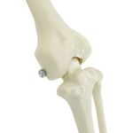 Casa si Gradina - Decoratiuni - Decoratiuni de sezon - Decoratiune de Halloween: schelet cu caine 2 pcs Alb 155 cm - Infinity.ro