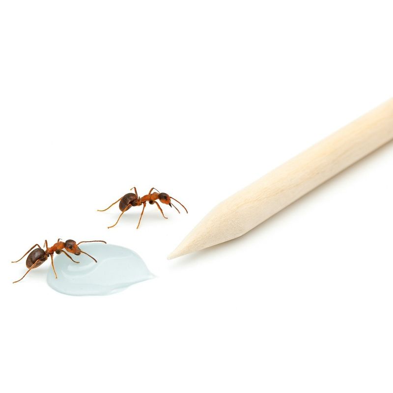 Market - Curatenie si intretinere casa - Produse menaj - Insecticide si capcane - Advion Furnici Gel, 30 g, Eliminare Furnici + Kit Aplicare LittleDomi (Aplicator cu Piston, Bete de Portocal, Manusi) - Infinity.ro