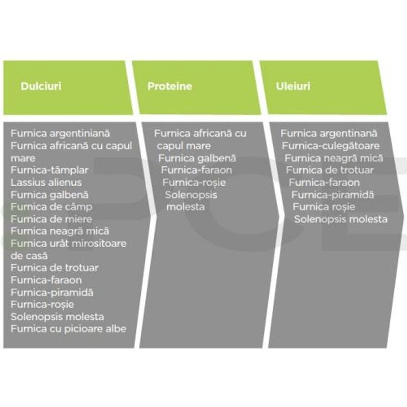 Market - Curatenie si intretinere casa - Produse menaj - Insecticide si capcane - Advion Furnici Gel, 30 g, Eliminare Furnici + Kit Aplicare LittleDomi (Aplicator cu Piston, Bete de Portocal, Manusi) - Infinity.ro