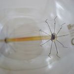 Casa si Gradina - Corpuri si surse de iluminat - Becuri si tuburi neon - Becuri - Bec Vintage Edison Glob G125 40W E27 - Infinity.ro