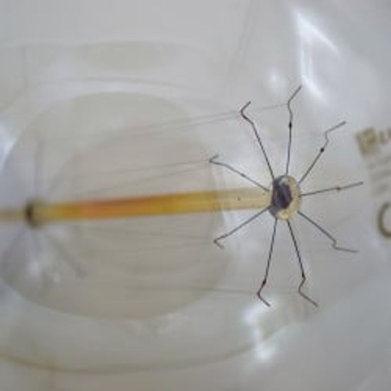 Casa si Gradina - Corpuri si surse de iluminat - Becuri si tuburi neon - Becuri - Bec Vintage Edison Glob G125 40W E27 - Infinity.ro