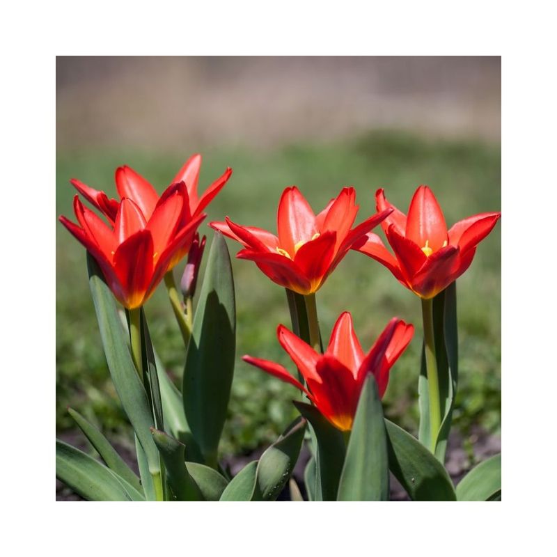 Casa si Gradina - Gradinarit si plante - Plante si ghivece - Bulbi, seminte si rasaduri - Pachet mix lalele, 100 bulbi - Infinity.ro