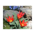 Casa si Gradina - Gradinarit si plante - Plante si ghivece - Bulbi, seminte si rasaduri - Pachet mix lalele, 100 bulbi - Infinity.ro