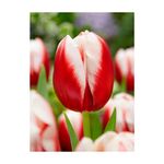 Casa si Gradina - Gradinarit si plante - Plante si ghivece - Bulbi, seminte si rasaduri - Pachet mix lalele, 100 bulbi - Infinity.ro