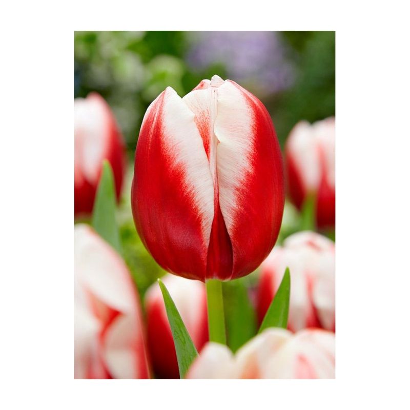 Casa si Gradina - Gradinarit si plante - Plante si ghivece - Bulbi, seminte si rasaduri - Pachet mix lalele, 100 bulbi - Infinity.ro