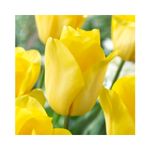 Casa si Gradina - Gradinarit si plante - Plante si ghivece - Bulbi, seminte si rasaduri - Pachet mix lalele, 100 bulbi - Infinity.ro