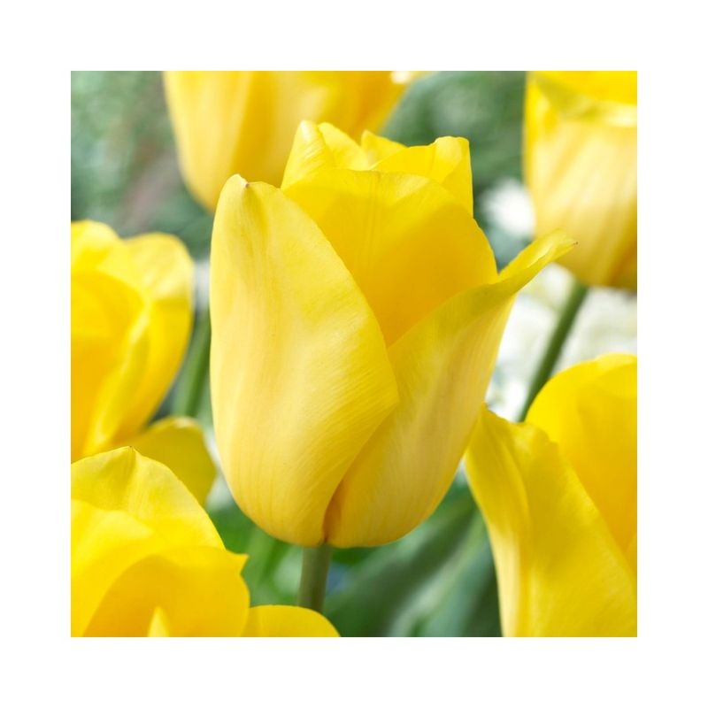 Casa si Gradina - Gradinarit si plante - Plante si ghivece - Bulbi, seminte si rasaduri - Pachet mix lalele, 100 bulbi - Infinity.ro