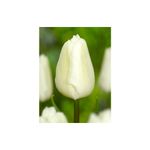 Casa si Gradina - Gradinarit si plante - Plante si ghivece - Bulbi, seminte si rasaduri - Pachet mix lalele, 100 bulbi - Infinity.ro