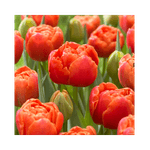 Casa si Gradina - Gradinarit si plante - Plante si ghivece - Bulbi, seminte si rasaduri - Pachet mix lalele, 100 bulbi - Infinity.ro