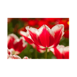 Casa si Gradina - Gradinarit si plante - Plante si ghivece - Bulbi, seminte si rasaduri - Pachet mix lalele, 100 bulbi - Infinity.ro