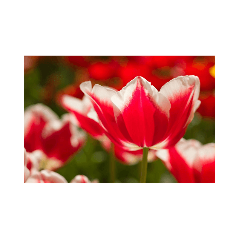 Casa si Gradina - Gradinarit si plante - Plante si ghivece - Bulbi, seminte si rasaduri - Pachet mix lalele, 100 bulbi - Infinity.ro