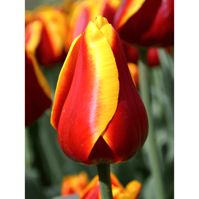 Casa si Gradina - Gradinarit si plante - Plante si ghivece - Bulbi, seminte si rasaduri - Pachet mix lalele, 100 bulbi - Infinity.ro