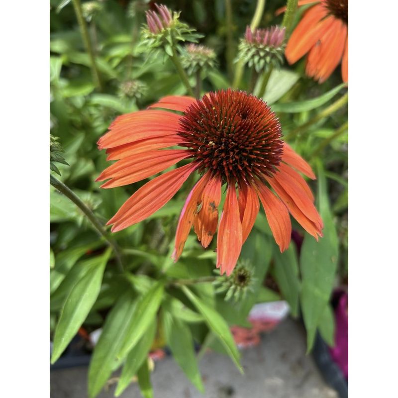 Casa si Gradina - Gradinarit si plante - Plante si ghivece - Plante in ghiveci - Planta, Echinacea portocalie Sunmagic, Echinacea SUNMAGIC® Vintage Orange, ghiveci C2 litri - Infinity.ro