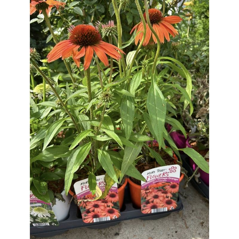 Casa si Gradina - Gradinarit si plante - Plante si ghivece - Plante in ghiveci - Planta, Echinacea portocalie Sunmagic, Echinacea SUNMAGIC® Vintage Orange, ghiveci C2 litri - Infinity.ro