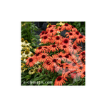 Casa si Gradina - Gradinarit si plante - Plante si ghivece - Plante in ghiveci - Planta, Echinacea portocalie Sunmagic, Echinacea SUNMAGIC® Vintage Orange, ghiveci C2 litri - Infinity.ro