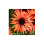 Casa si Gradina - Gradinarit si plante - Plante si ghivece - Plante in ghiveci - Planta, Echinacea portocalie Sunmagic, Echinacea SUNMAGIC® Vintage Orange, ghiveci C2 litri - Infinity.ro