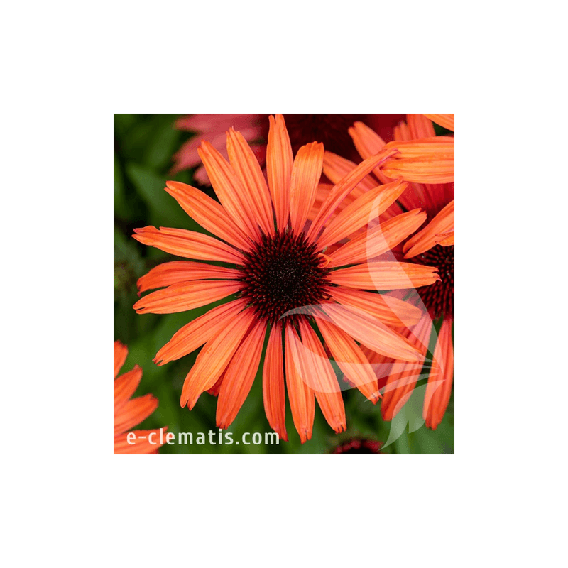 Casa si Gradina - Gradinarit si plante - Plante si ghivece - Plante in ghiveci - Planta, Echinacea portocalie Sunmagic, Echinacea SUNMAGIC® Vintage Orange, ghiveci C2 litri - Infinity.ro