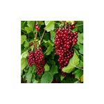 Casa si Gradina - Gradinarit si plante - Plante si ghivece - Plante in ghiveci - Planta, Coacaz rosu Ulubiena Lwowa, Ribes rubrum Ulubiena Lwowa, ghiveci C2 litri - Infinity.ro