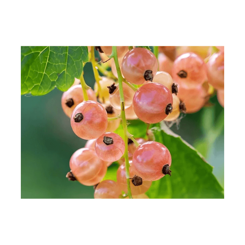 Casa si Gradina - Gradinarit si plante - Plante si ghivece - Plante in ghiveci - Planta, Coacaz rosu Ulubiena Lwowa, Ribes rubrum Ulubiena Lwowa, ghiveci C2 litri - Infinity.ro