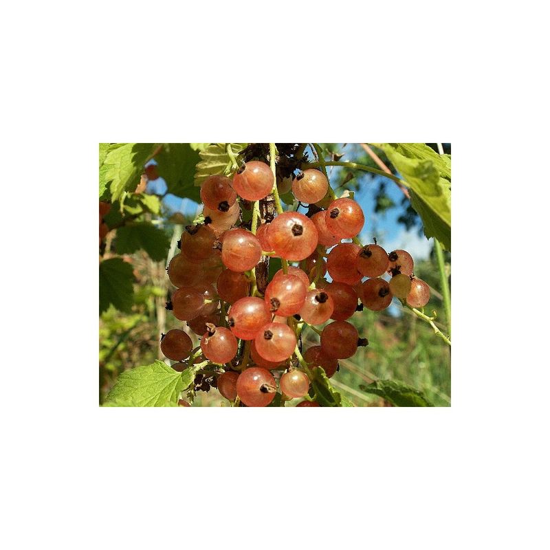 Casa si Gradina - Gradinarit si plante - Plante si ghivece - Plante in ghiveci - Planta, Coacaz rosu Ulubiena Lwowa, Ribes rubrum Ulubiena Lwowa, ghiveci C2 litri - Infinity.ro