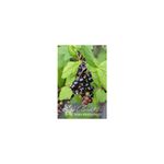 Casa si Gradina - Gradinarit si plante - Plante si ghivece - Plante in ghiveci - Planta, Coacaz negru Titania, Ribes nigrum Titania, ghiveci C2 litri - Infinity.ro