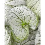 Casa si Gradina - Gradinarit si plante - Plante si ghivece - Plante in ghiveci - Planta Pomnita de Siberia, Brunnera macrophylla Silver Heart PBR C2, ghiveci 2l - Infinity.ro