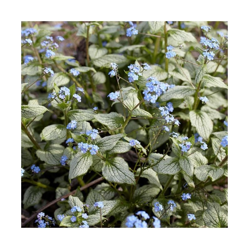 Casa si Gradina - Gradinarit si plante - Plante si ghivece - Plante in ghiveci - Planta Pomnita de Siberia, Brunnera macrophylla Silver Heart PBR C2, ghiveci 2l - Infinity.ro