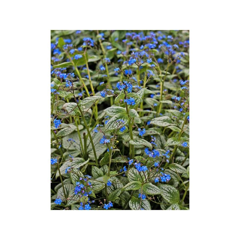 Casa si Gradina - Gradinarit si plante - Plante si ghivece - Plante in ghiveci - Planta Pomnita de Siberia, Brunnera macrophylla Silver Heart PBR C2, ghiveci 2l - Infinity.ro