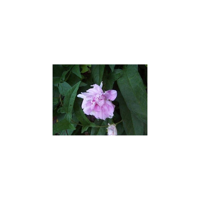 Casa si Gradina - Gradinarit si plante - Plante si ghivece - Plante in ghiveci - Planta Volbura japoneza cu flori duble, Calystegia hederacea Flore Pleno C2, ghiveci 2l - Infinity.ro