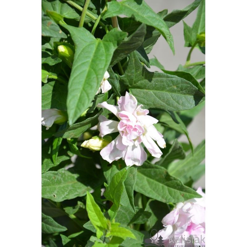 Casa si Gradina - Gradinarit si plante - Plante si ghivece - Plante in ghiveci - Planta Volbura japoneza cu flori duble, Calystegia hederacea Flore Pleno C2, ghiveci 2l - Infinity.ro