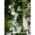 Casa si Gradina - Gradinarit si plante - Plante si ghivece - Plante in ghiveci - Planta Clematis Matka Urszula Ledóchowska C2, ghiveci 2l - Infinity.ro