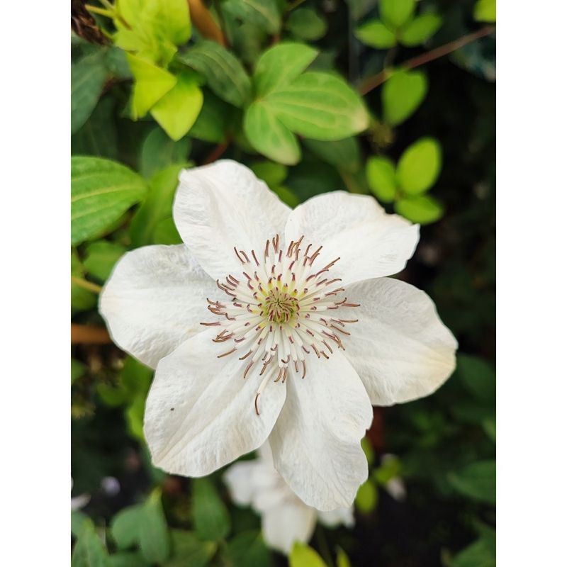 Casa si Gradina - Gradinarit si plante - Plante si ghivece - Plante in ghiveci - Planta Clematis Matka Urszula Ledóchowska C2, ghiveci 2l - Infinity.ro