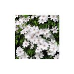 Casa si Gradina - Gradinarit si plante - Plante si ghivece - Plante in ghiveci - Planta Clematis Matka Urszula Ledóchowska C2, ghiveci 2l - Infinity.ro