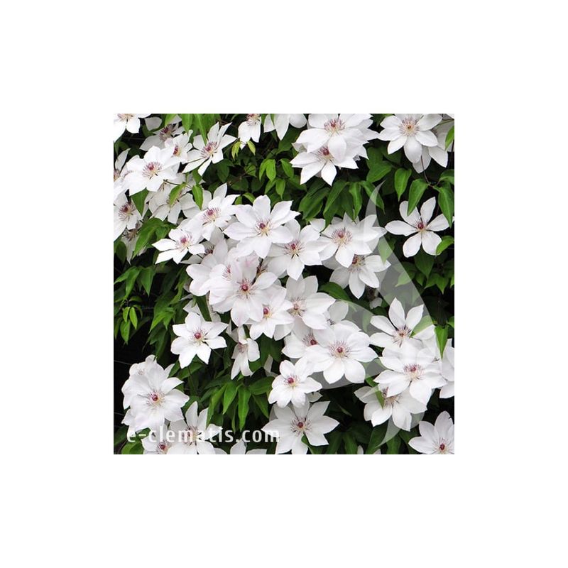 Casa si Gradina - Gradinarit si plante - Plante si ghivece - Plante in ghiveci - Planta Clematis Matka Urszula Ledóchowska C2, ghiveci 2l - Infinity.ro