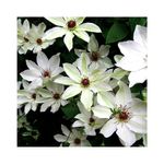 Casa si Gradina - Gradinarit si plante - Plante si ghivece - Plante in ghiveci - Planta Clematis Matka Urszula Ledóchowska C2, ghiveci 2l - Infinity.ro