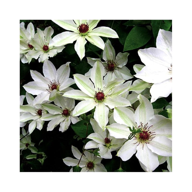 Casa si Gradina - Gradinarit si plante - Plante si ghivece - Plante in ghiveci - Planta Clematis Matka Urszula Ledóchowska C2, ghiveci 2l - Infinity.ro