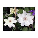 Casa si Gradina - Gradinarit si plante - Plante si ghivece - Plante in ghiveci - Planta Clematis Matka Urszula Ledóchowska C2, ghiveci 2l - Infinity.ro