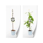 Casa si Gradina - Gradinarit si plante - Plante si ghivece - Plante in ghiveci - Planta Clematis Matka Urszula Ledóchowska C2, ghiveci 2l - Infinity.ro