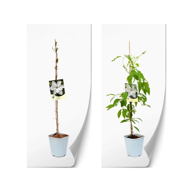 Casa si Gradina - Gradinarit si plante - Plante si ghivece - Plante in ghiveci - Planta Clematis Matka Urszula Ledóchowska C2, ghiveci 2l - Infinity.ro