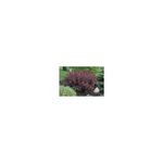 Casa si Gradina - Gradinarit si plante - Plante si ghivece - Plante in ghiveci - Prunus cistena – Cires rosu decorativ, frunze bordo, 10–20 cm, planta la ghiveci 10 cm - Infinity.ro