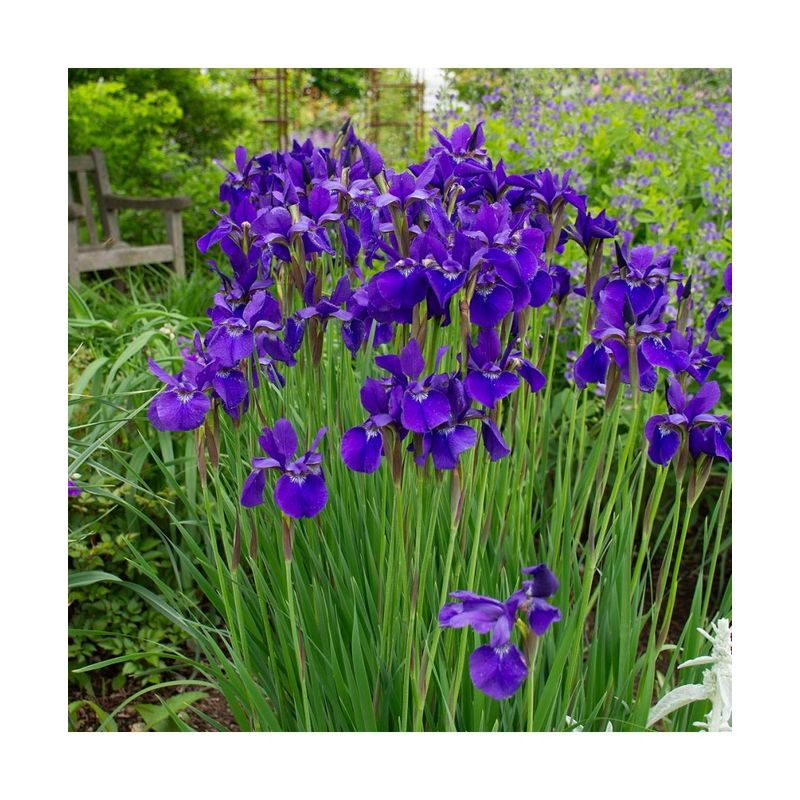 Casa si Gradina - Gradinarit si plante - Plante si ghivece - Plante in ghiveci - Radacina, Iris Siberica Caesar’s Brother, radacina, calitatea I - Infinity.ro