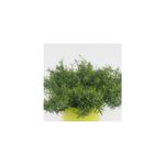 Casa si Gradina - Gradinarit si plante - Plante si ghivece - Plante in ghiveci - Planta la ghiveci, Tarhon frantuzesc, Tarhon, Ghiveci 8 cm - Infinity.ro