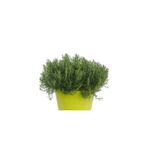 Casa si Gradina - Gradinarit si plante - Plante si ghivece - Plante in ghiveci - Planta la ghiveci, Rozmarin de ghiveci, Rozmarin compact, Ghiveci 8 cm - Infinity.ro