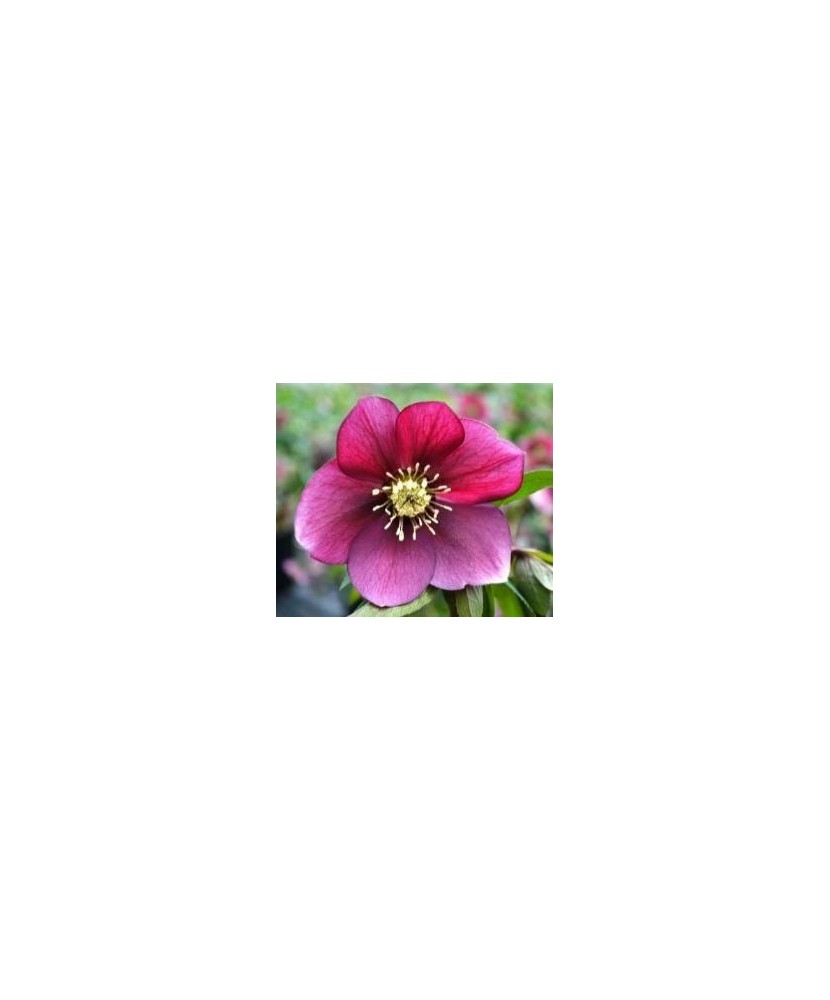 Planta Spanz, Helleborus Orientalis, flori simple, red, roz, ghiveci ...