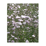Casa si Gradina - Gradinarit si plante - Plante si ghivece - Plante in ghiveci - Radacina, Gypsophila Pacifica, radacina, calitatea I - Infinity.ro