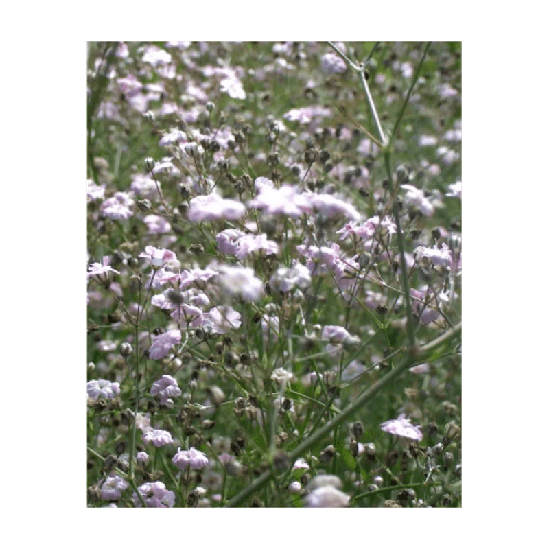 Casa si Gradina - Gradinarit si plante - Plante si ghivece - Plante in ghiveci - Radacina, Gypsophila Pacifica, radacina, calitatea I - Infinity.ro