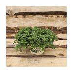 Casa si Gradina - Gradinarit si plante - Plante si ghivece - Plante in ghiveci - Planta la ghiveci, Sovarv tarator, Oregano tarator, Ghiveci 8 cm - Infinity.ro