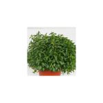 Casa si Gradina - Gradinarit si plante - Plante si ghivece - Plante in ghiveci - Planta la ghiveci, Menta lamaioasa, Menta cu aroma de lamaie, Ghiveci 8 cm - Infinity.ro
