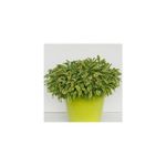 Casa si Gradina - Gradinarit si plante - Plante si ghivece - Plante in ghiveci - Planta la ghiveci, Salvie galbena, Salvie pestrita galbena, Ghiveci 8 cm - Infinity.ro